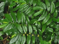 楼梯草