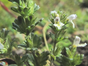 短腺小米草