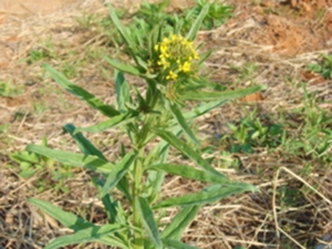 桂竹糖芥