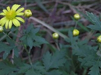 毛果小甘菊
