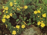 狼牙委陵菜