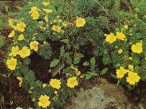 狼牙委陵菜
