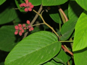 毛勾儿茶