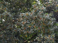 毛杨梅根皮