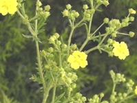 浮尸草