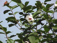 木兰花
