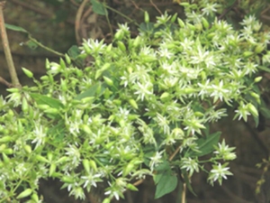 短瓣花