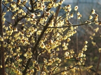 蜡梅花