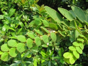 毛排钱草