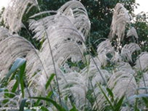 芦花