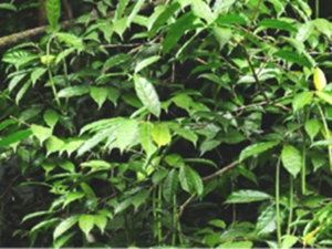 蓝树