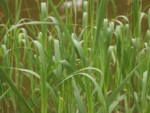 芦竹根