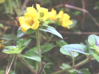 福建排草