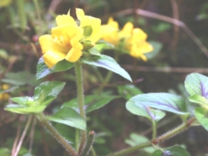 福建排草