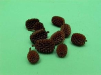 木麻黄种子