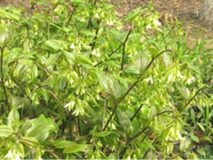 短蕊万寿竹