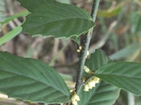 杜茎山