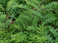 木蓝