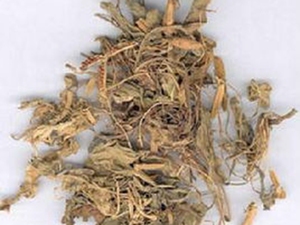 金边兔耳草