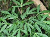 阔叶假参