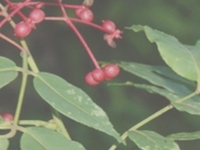 贵州花椒