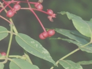 贵州花椒