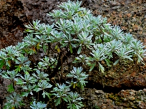 芙蓉菊根