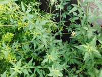 鬼针草
