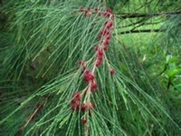 木麻黄