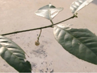 罗甸沟瓣
