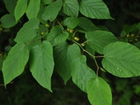 鸡桑根