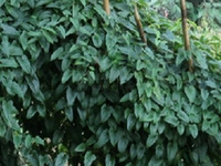 毛薯