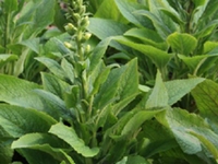 毛蕊花