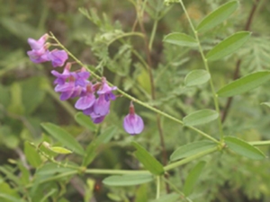 多茎野豌豆