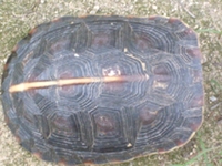 断板龟
