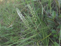 复生草