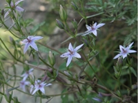 肋柱花