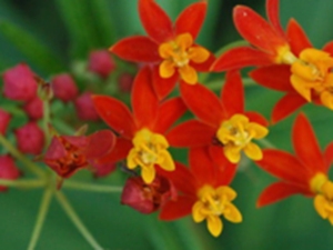莲生桂子花