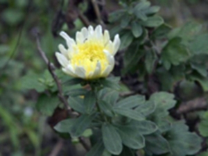 菊花叶