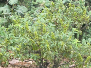 茅栗根
