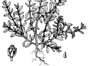 密花草