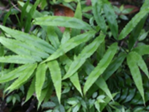 井边草