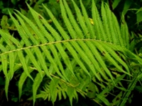 干旱毛蕨