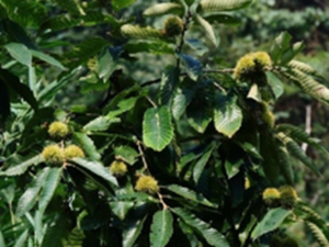 茅栗