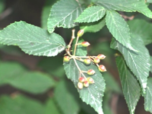对叶散花