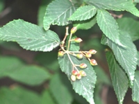 对叶散花