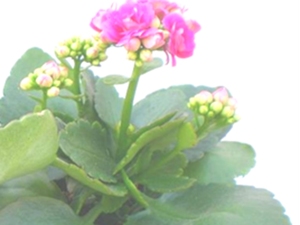 伽蓝菜