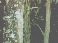马尾伸筋草