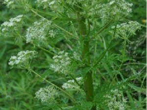 棱子芹根