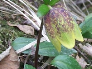 米百合